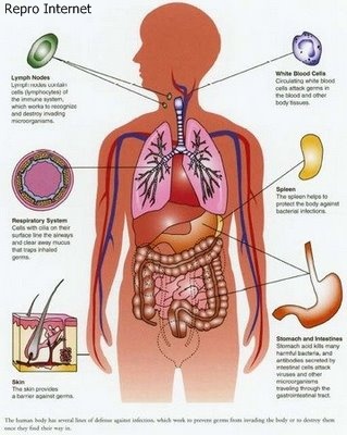 Menjaga kesehatan organ dalam tubuh